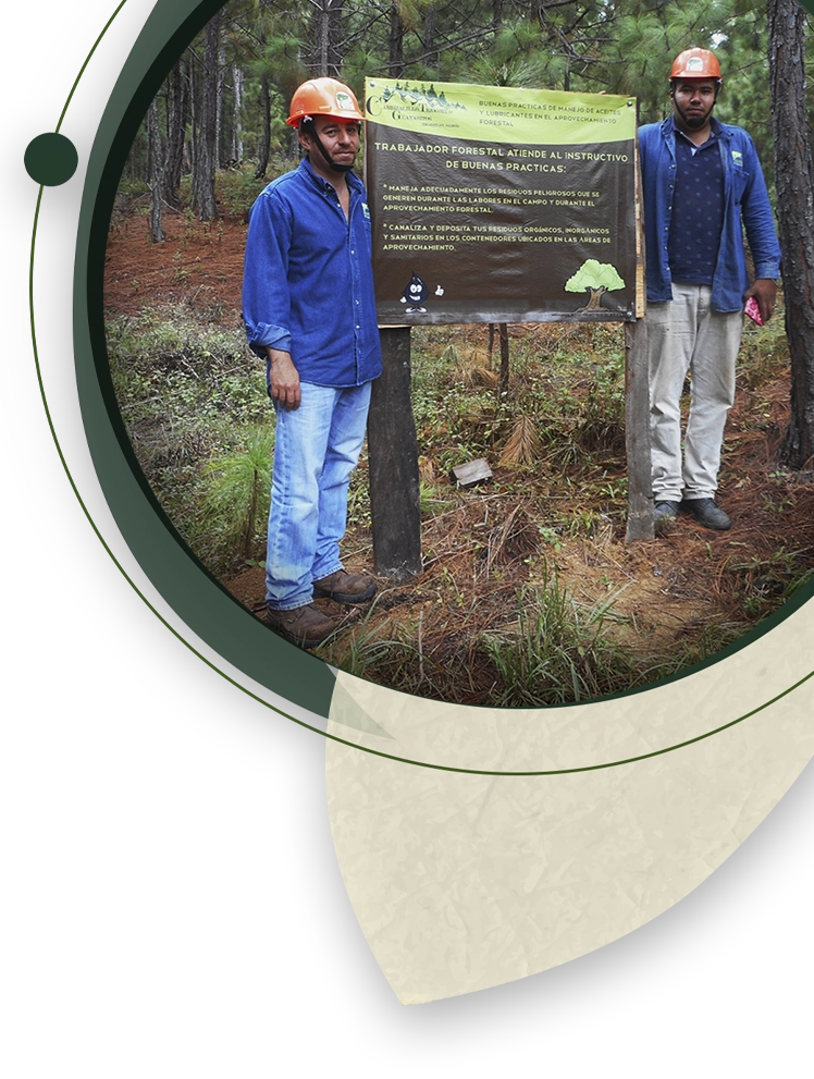 Fotografía de ingenieros forestales