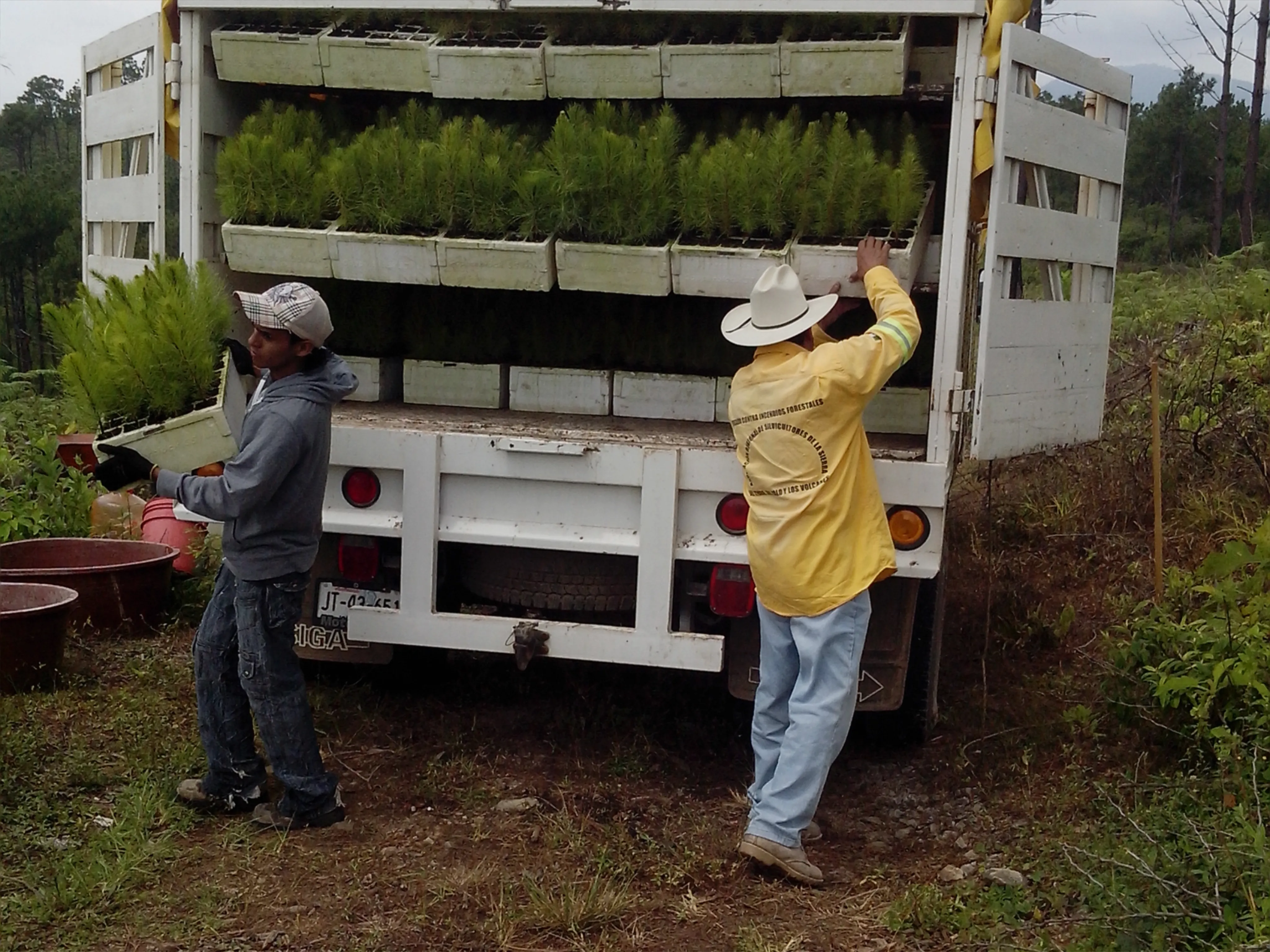 Reforestación 5