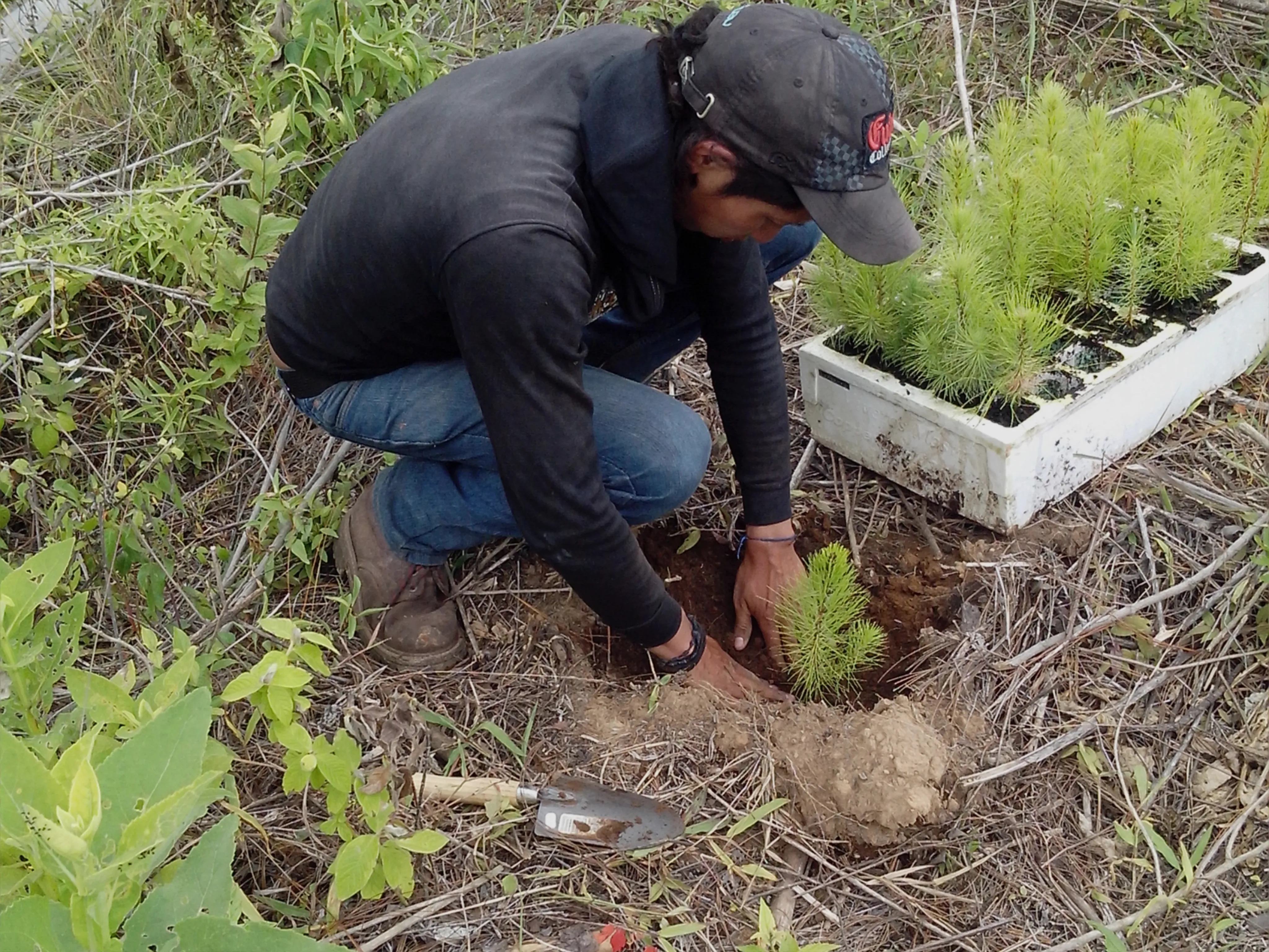 Reforestación 6