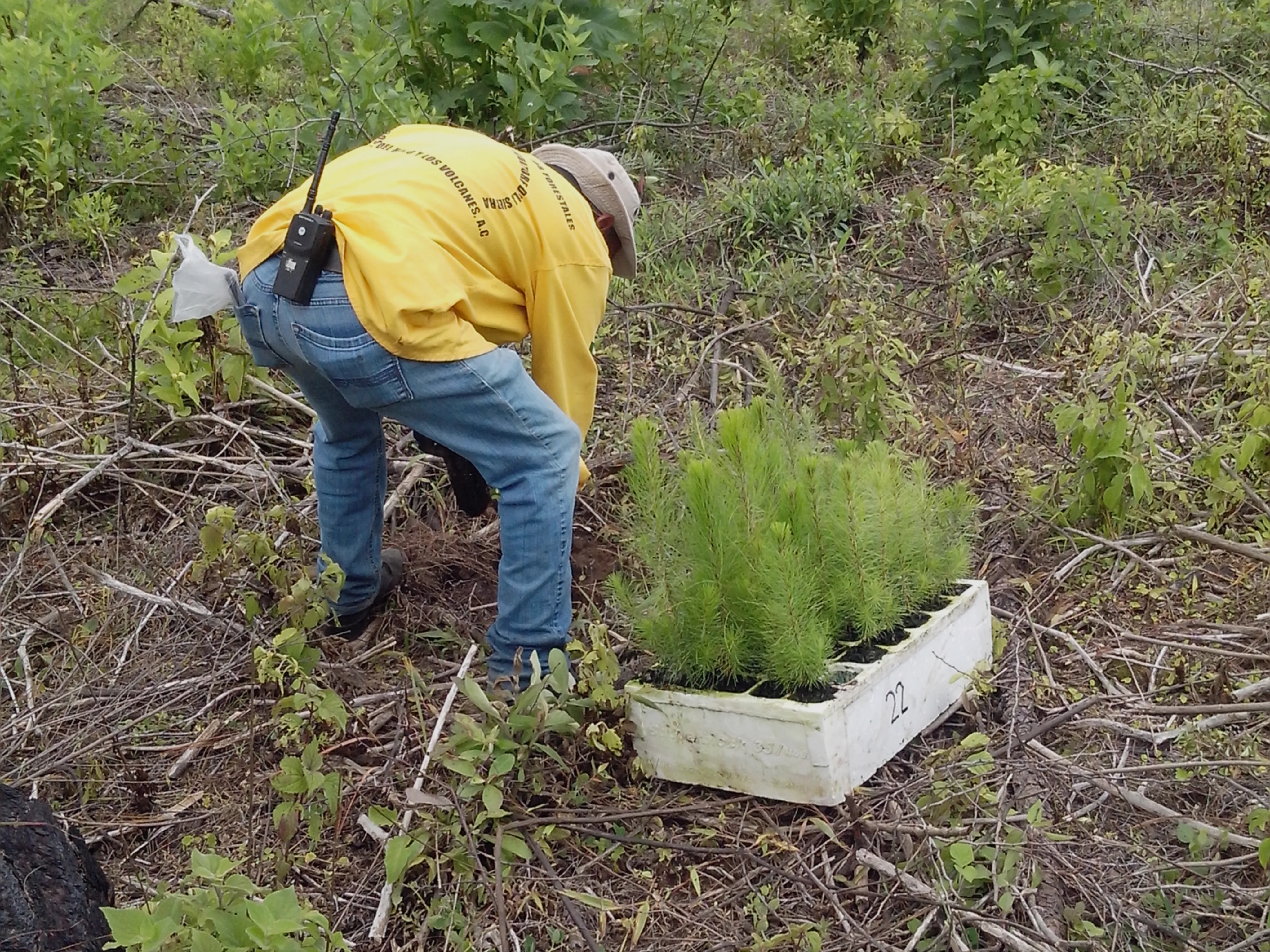Reforestación 7