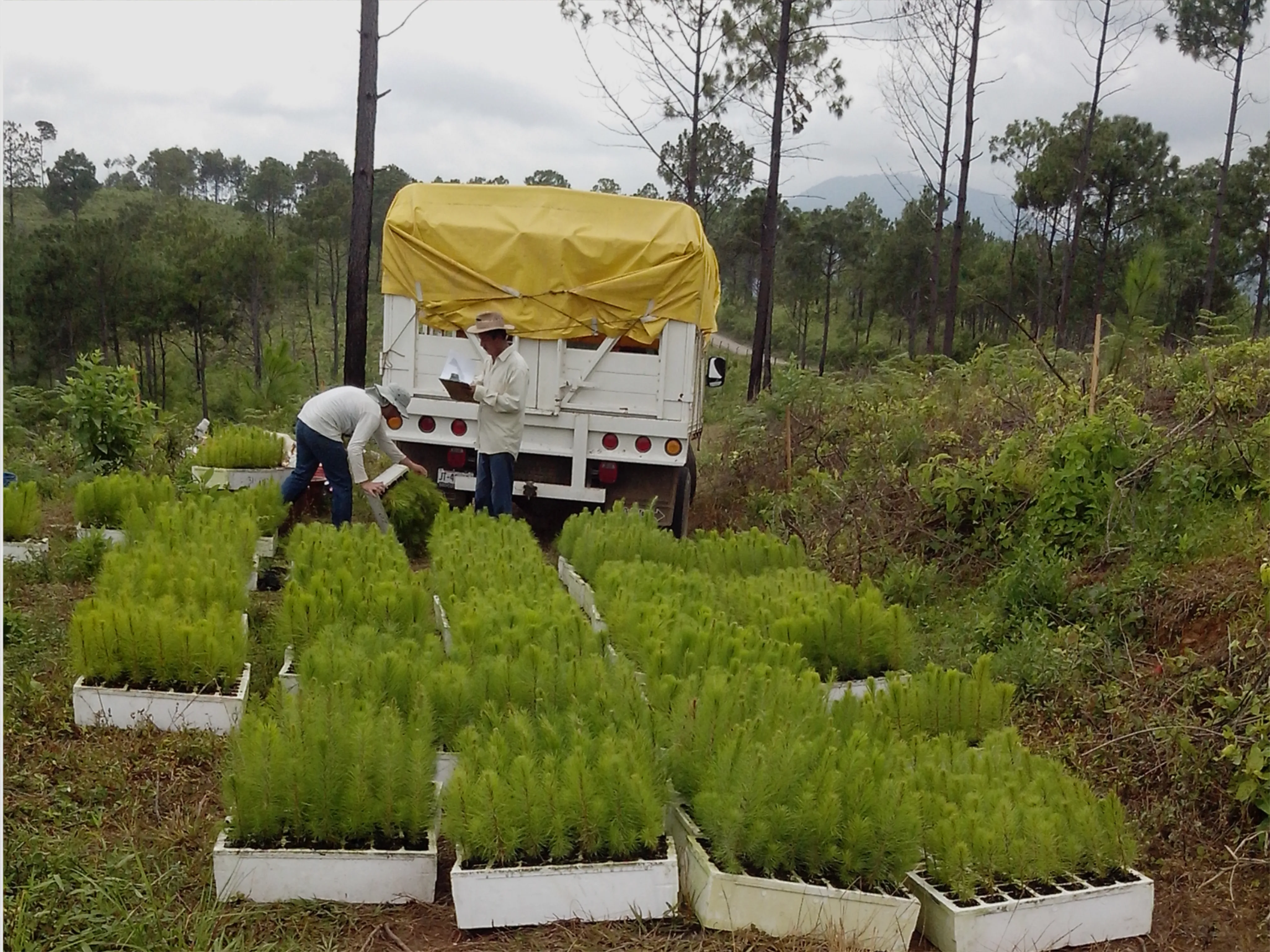 Reforestación 8