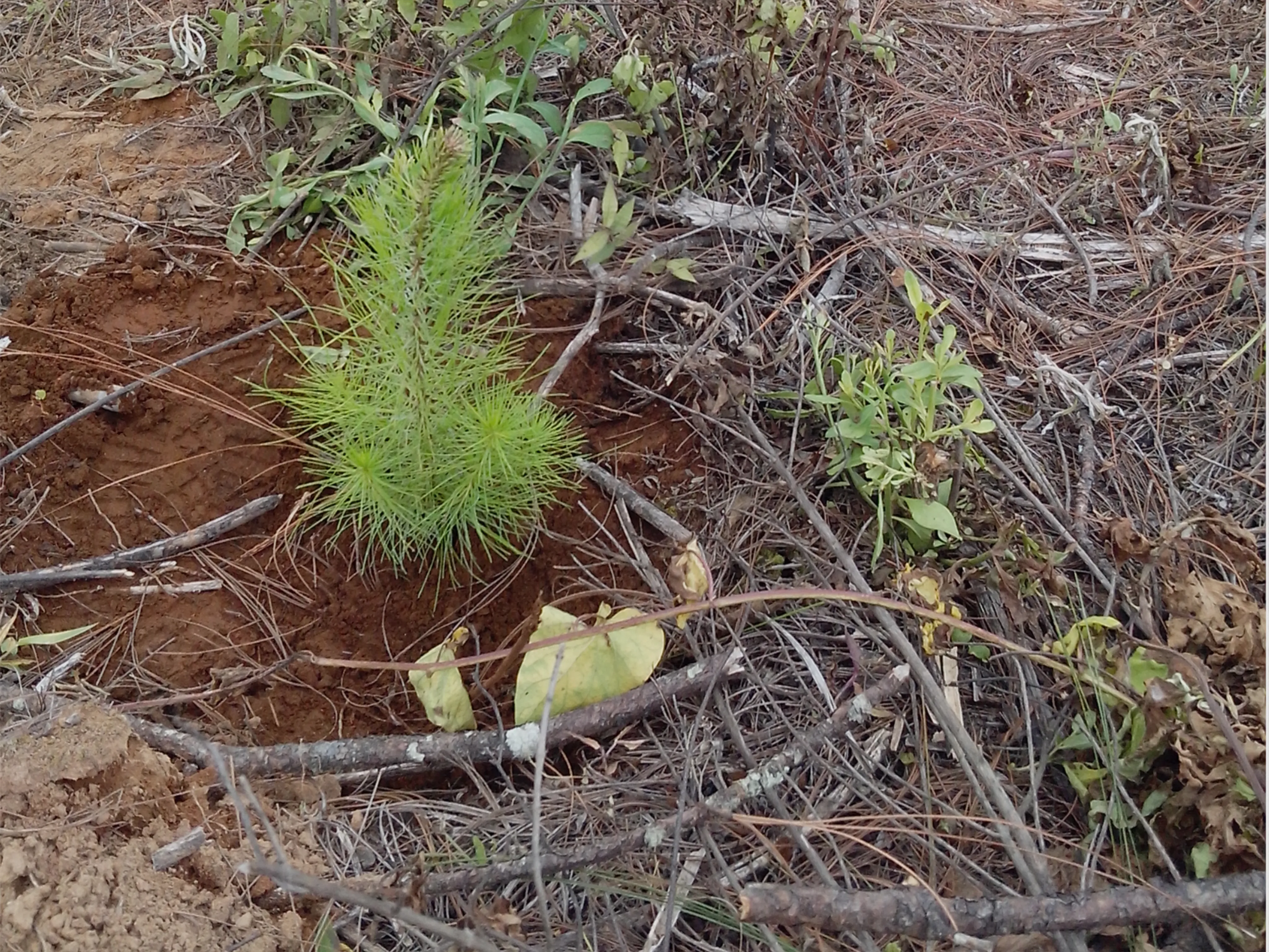 Reforestación 9